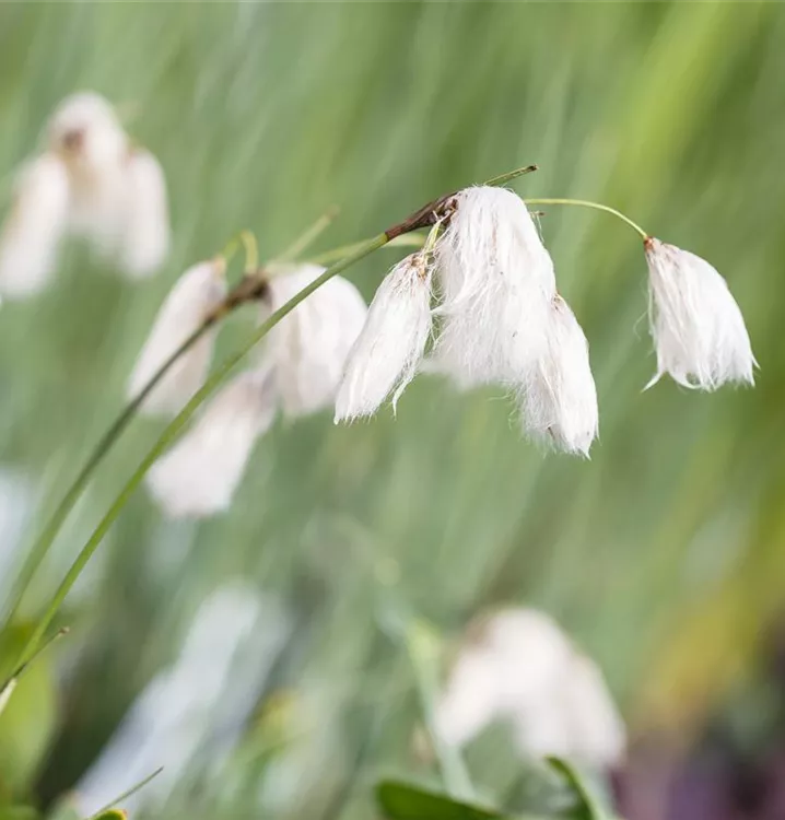 Eriophorum angustifolium