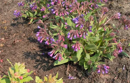 Schmalblättrige Lungenkraut 'Azurea'