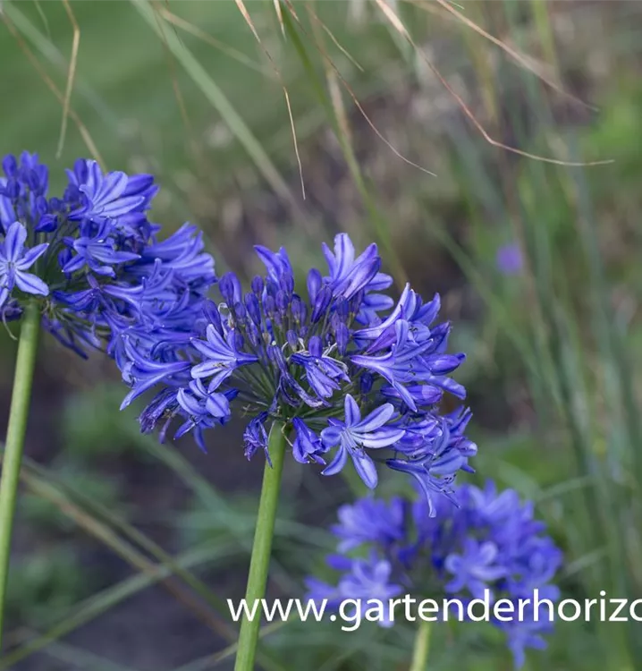 Agapanthus africanus 'Peter Pan'