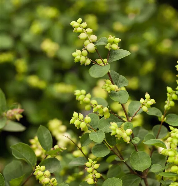 Symphoricarpos × doorenbosii 'Kolmgala' MAGICAL® GALAXY