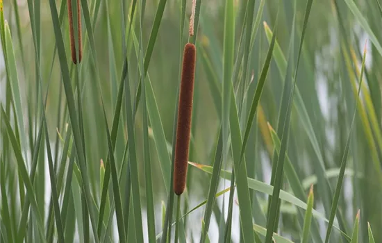 Schmalblättriger Rohrkolben