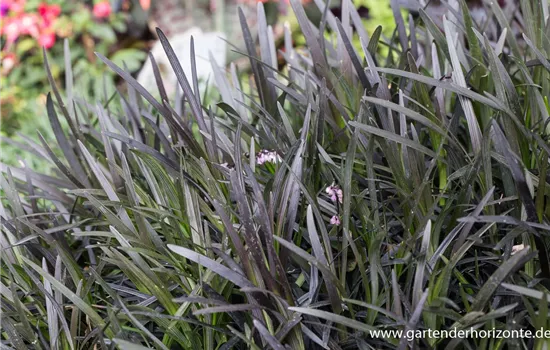 Schwarzer Schlangenbart 'Niger'