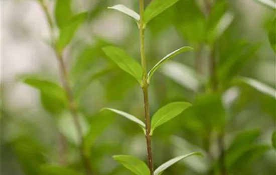 Schwarzgrüner Liguster 'Atrovirens'