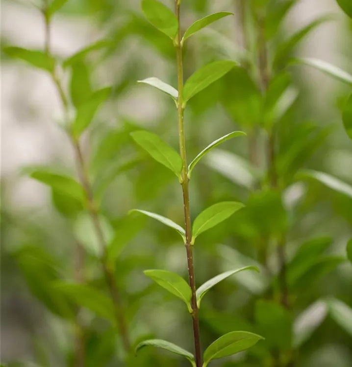 Ligustrum vulgare 'Atrovirens'