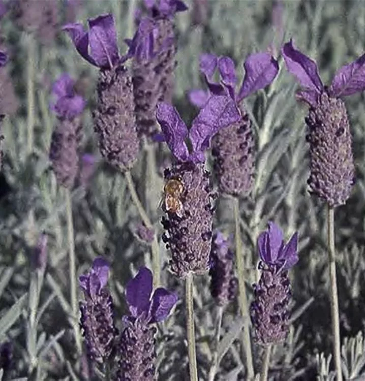 Lavandula stoechas 'Javelin Compact Blue'