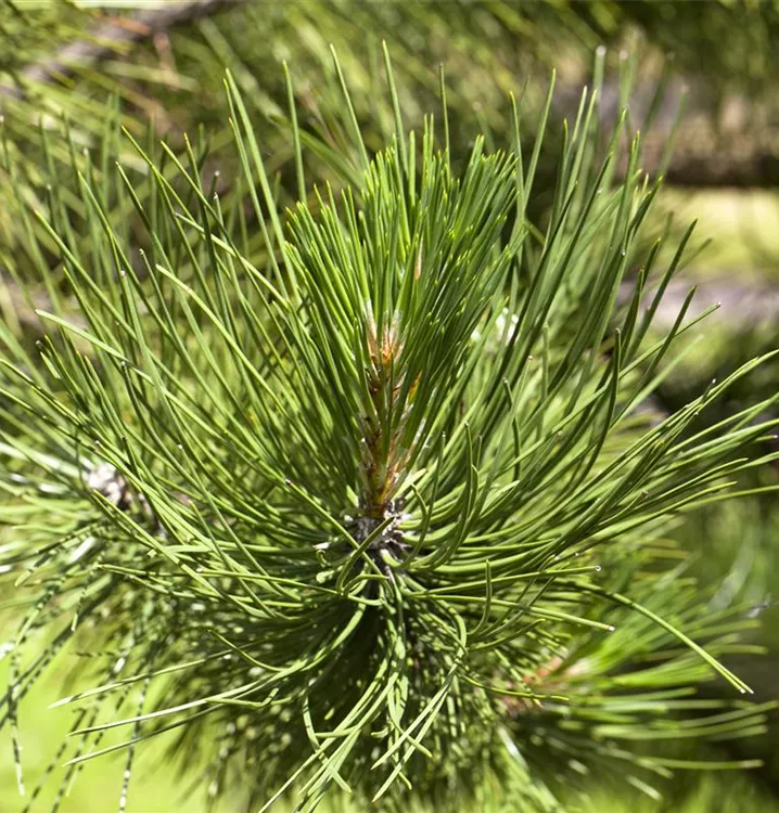 Pinus x schwerinii 'Wiethorst'