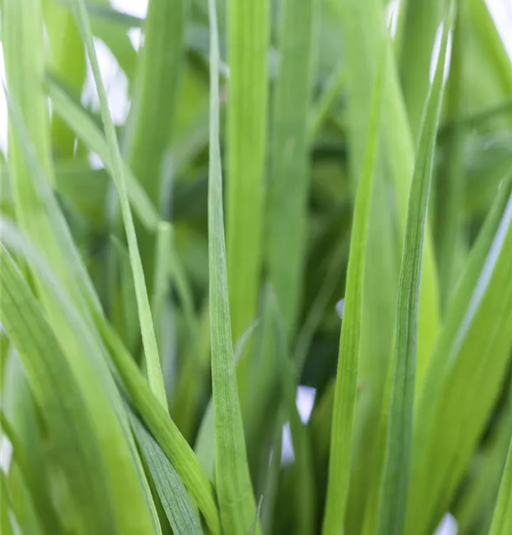 Juncus ensifolius