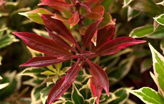 Pieris japonica 'Flaming Silver'