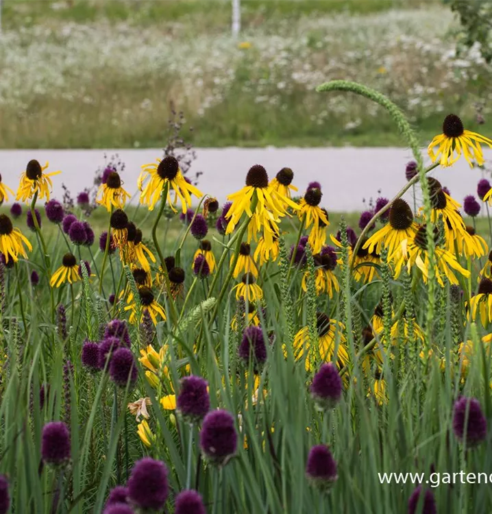 Echinacea paradoxa