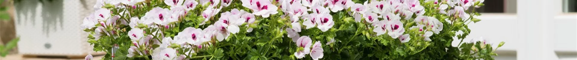 A_BLC_CTG50_2_w_Petunia.jpg