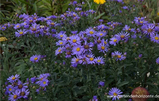 Sommer-Aster