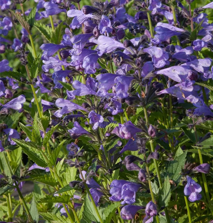 Nepeta yunnanensis 'Blue Dragon'