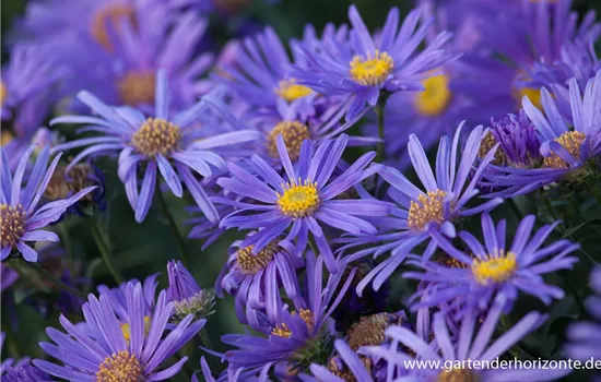 Sommer-Aster 'Jungfrau'