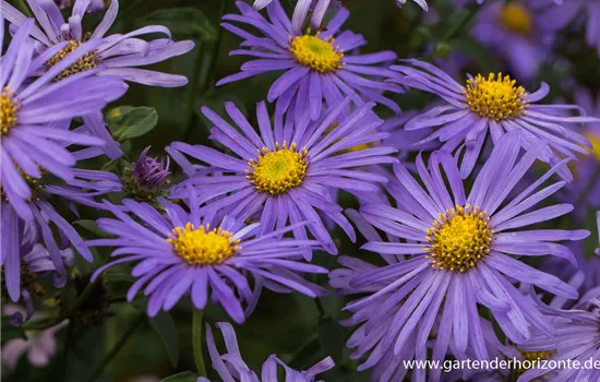 Sommer-Aster 'Mönch'