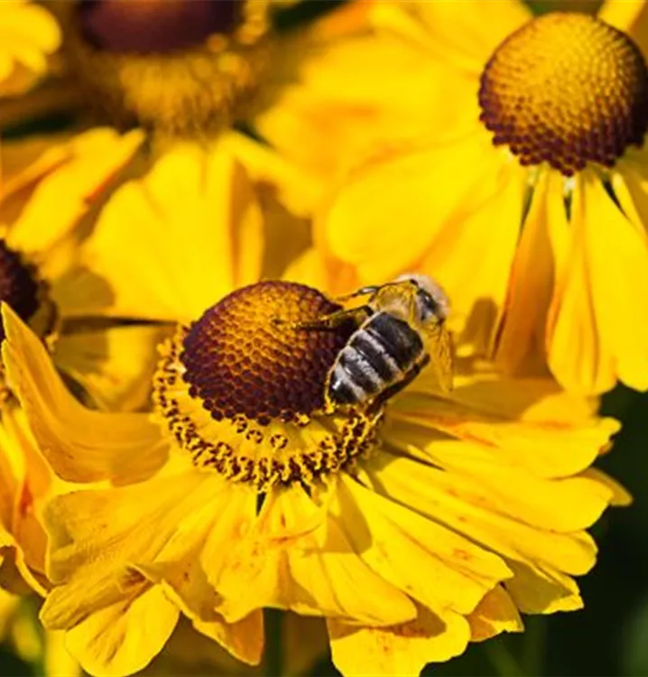 Helenium x cult.'Goldrausch'