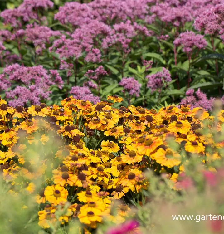 Helenium, gelb-rot