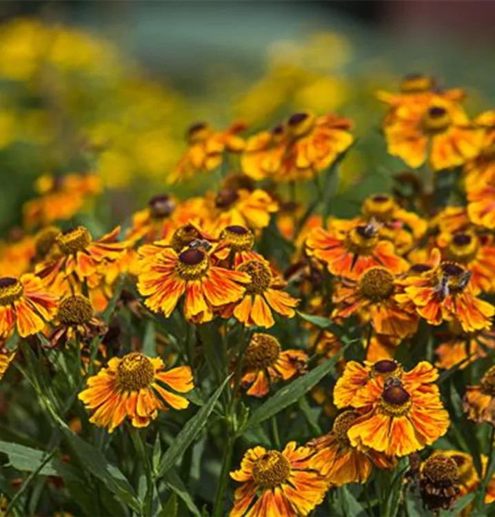 Helenium x cult.'Flammenrad'