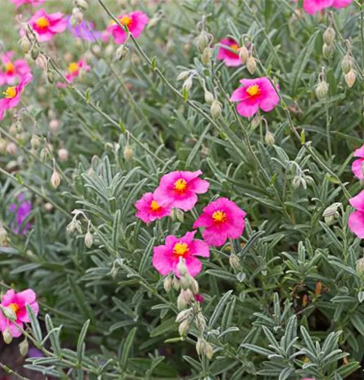 Helianthemum x cult.'Sudbury Gem'