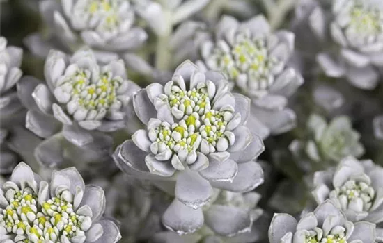 Spatelblättriges Garten-Fettblatt 'Cape Blanco'