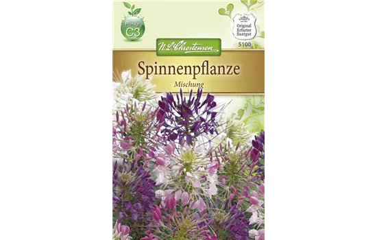 Spinnenblumensamen