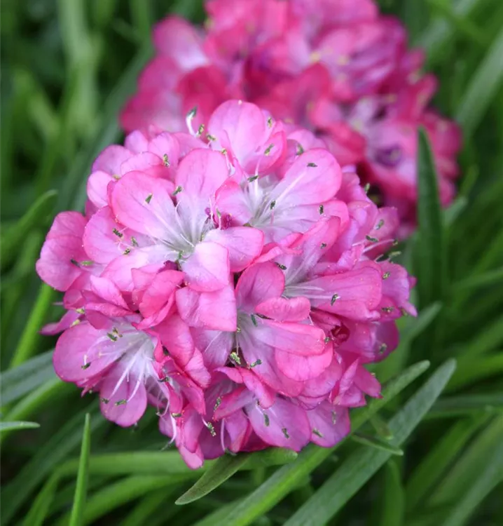 Armeria maritima 'Armada Rose'