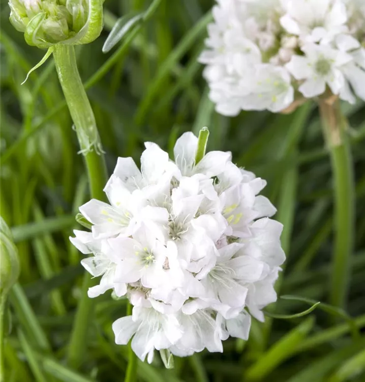 Armeria maritima 'Armada White'