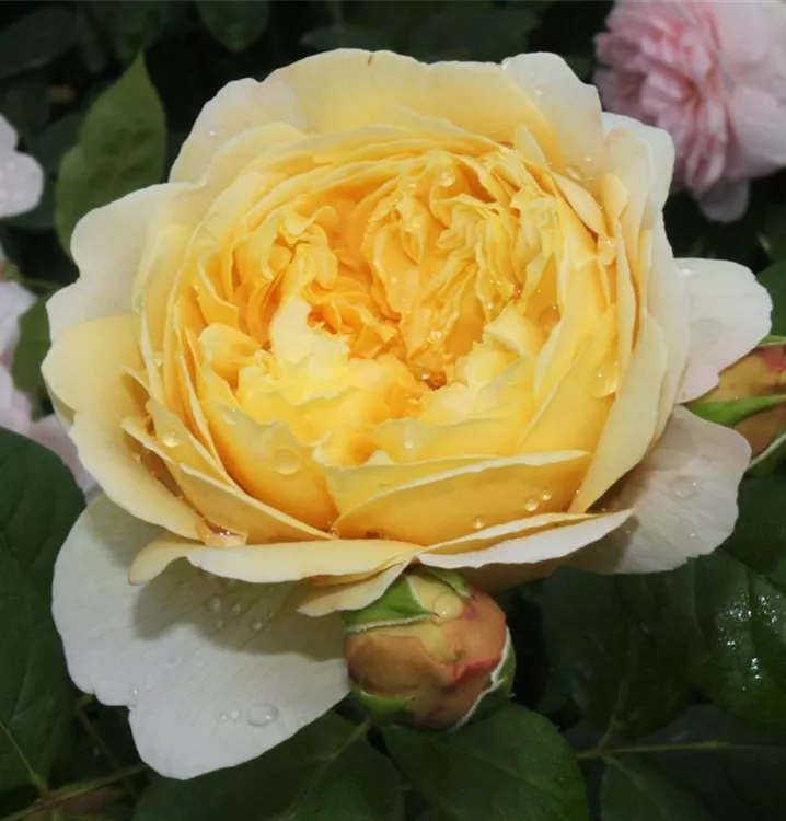 Rosa 'Charles Darwin'®