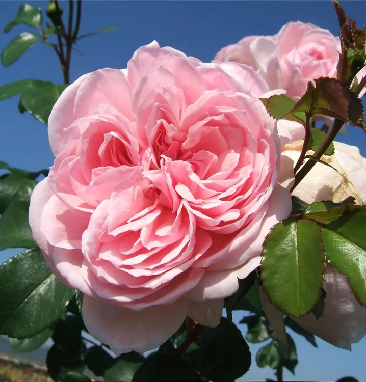 Rosa 'Cinderella'®