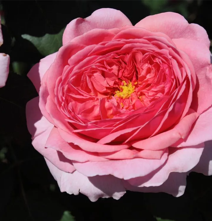 Rosa 'Princess Alexandra of Kent'