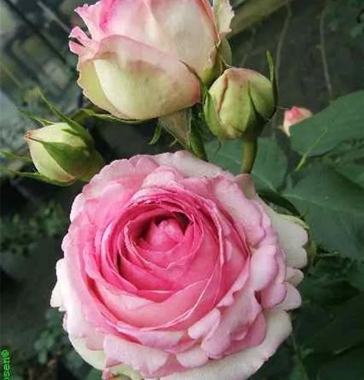 Rosa 'Eden Rose 85'®