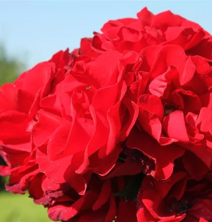 Rosa 'Roter Korsar'®