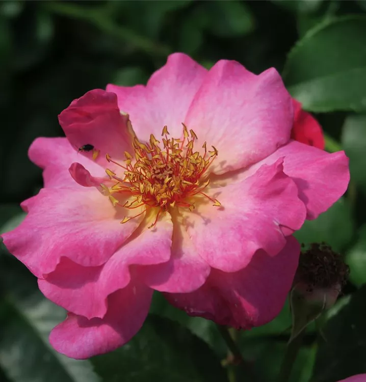 Rosa 'Tourmaline'®