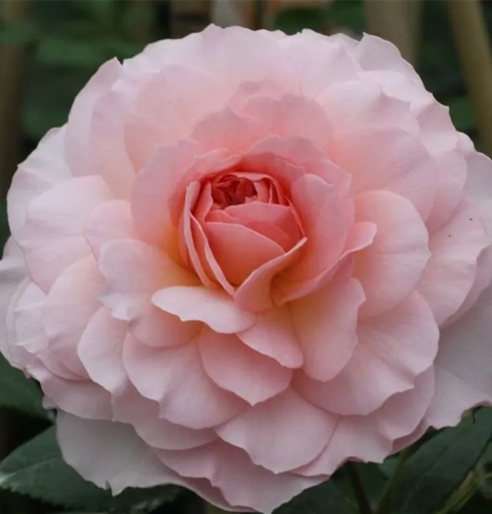 Rosa 'Schloss Eutin'®