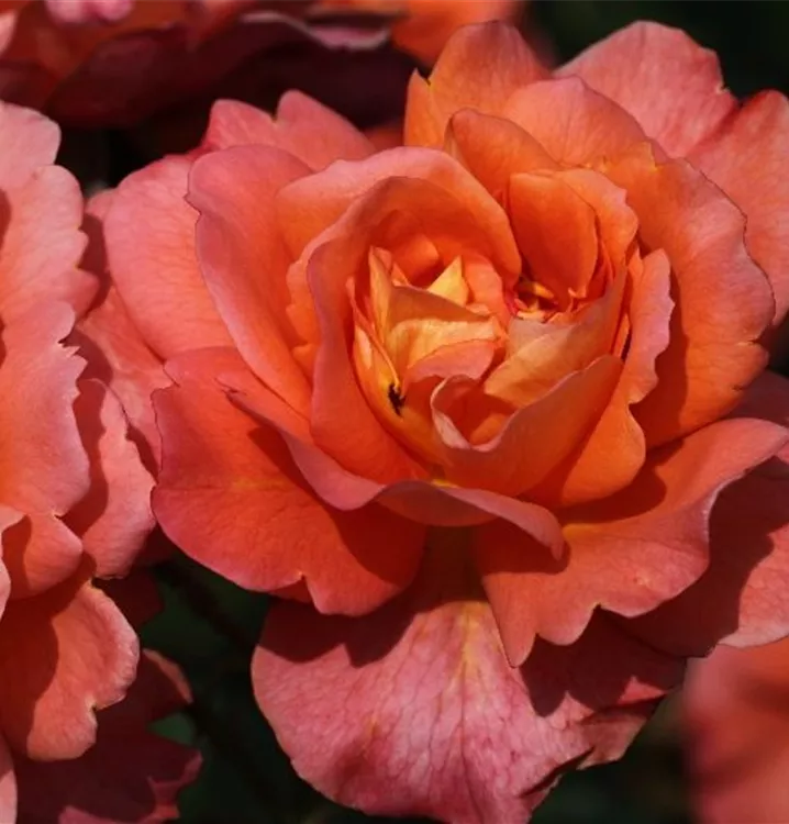 Rosa 'Westerland'®