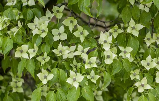 Cornus kousa chinensis 'China Girl'