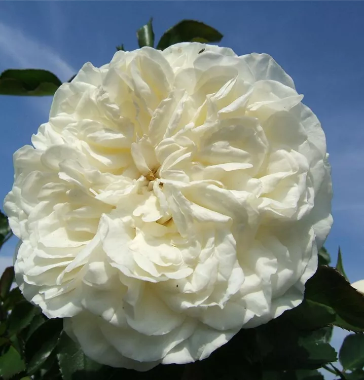 Rosa 'White Meidiland'®