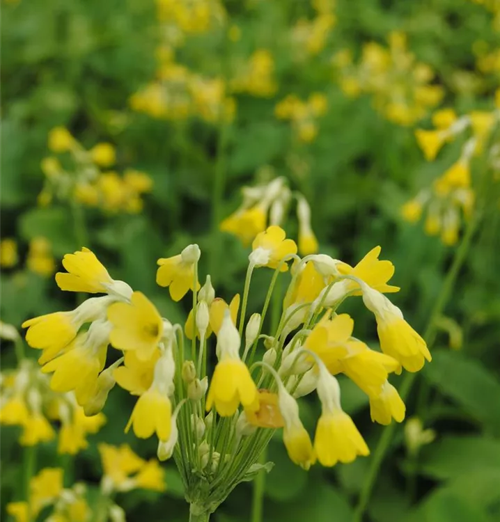 Primula florindae