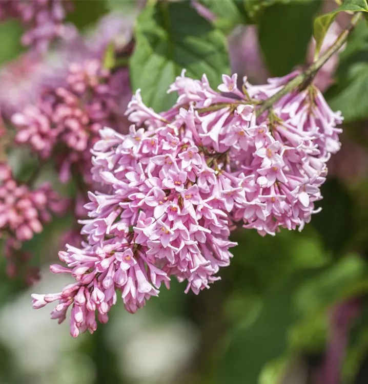 Syringa meyeri 'Pink Perfume'-S- -Set-