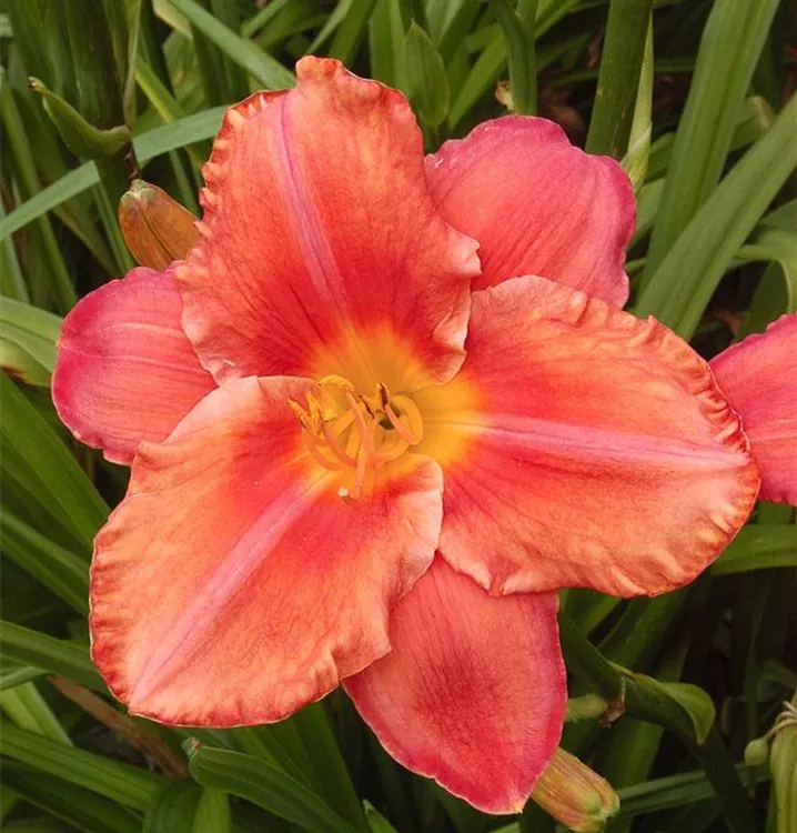 Hemerocallis x cult.'South Seas'