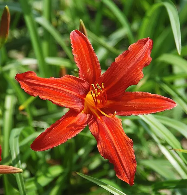 Hemerocallis x cult.'Jake Russell'