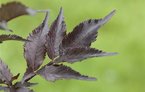 Sambucus nigra 'Black Beauty' -R-