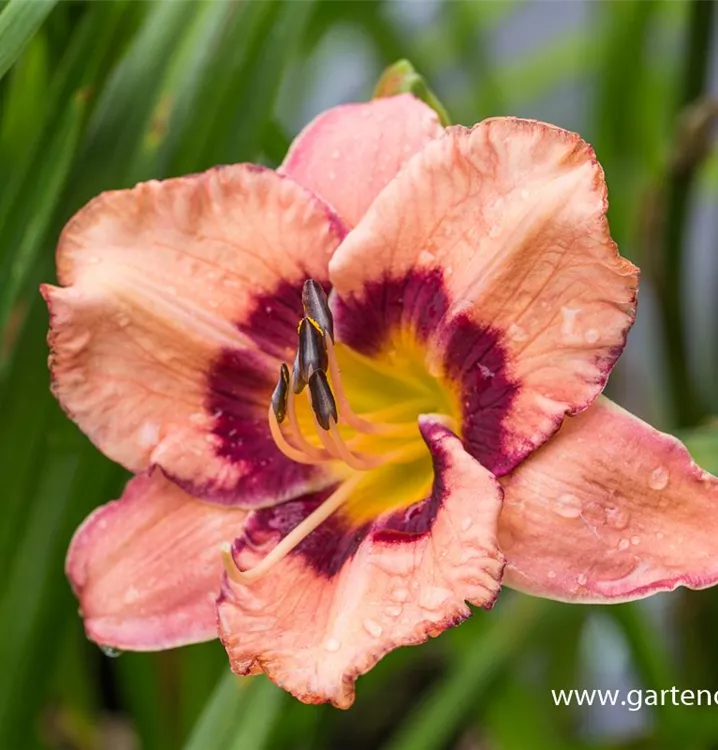 Hemerocallis x cult.'Gerrie Frankenberger'