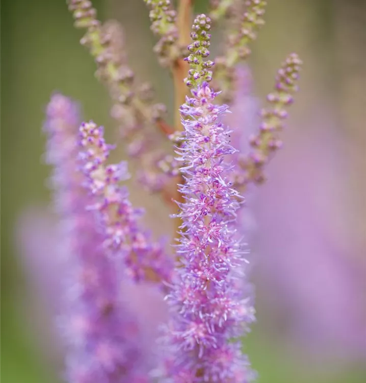 Astilbe chinensis var. pumila