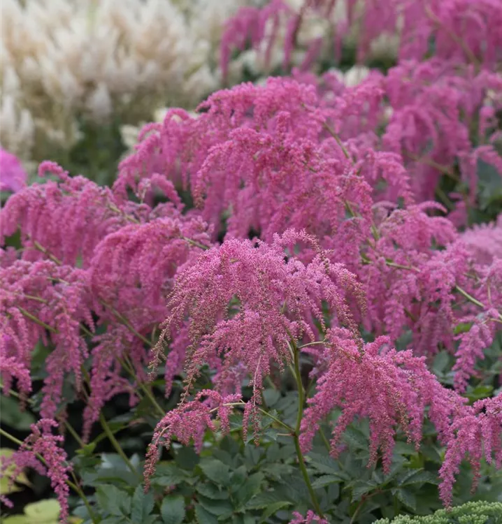 Astilbe thunbergii 'Straußenfeder'