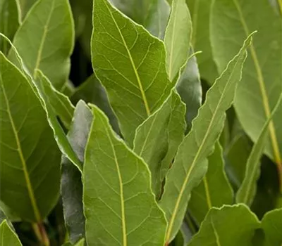 Laurus nobilis