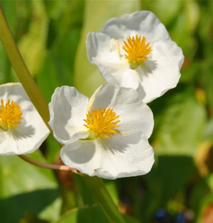 Sagittaria latifolia