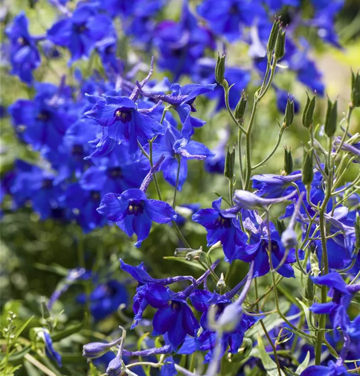 Delphinium belladonna 'Völkerfrieden'