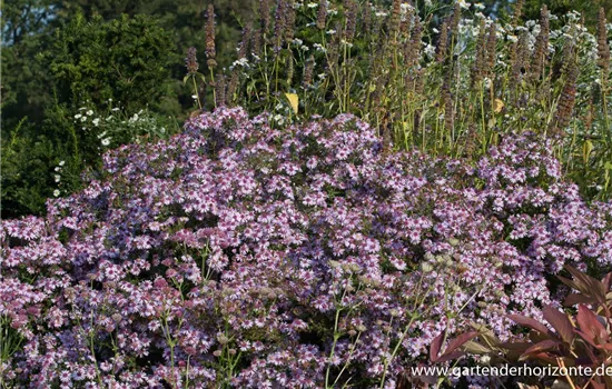 Waagerechte Garten-Aster 'Coombe Fishacre'