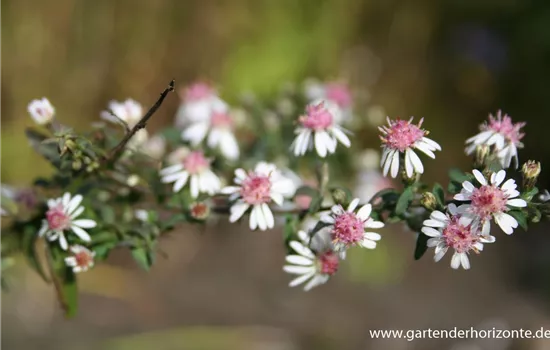 Waagerechte Garten-Aster 'Lady in Black'