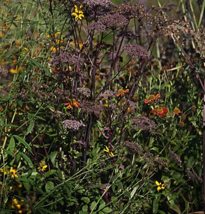 Angelica sylvestris 'Vicar's Mead'